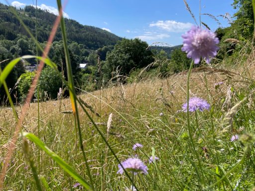 Blumen in der Sommerwiese