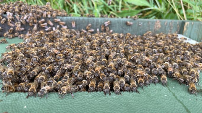 Eine große Menge Bienen hängt außen am Bienenstock um diesen gegen Hitze zu schützen