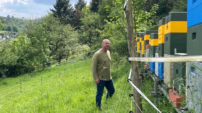 Imker beobachtet die Bienenstöcke