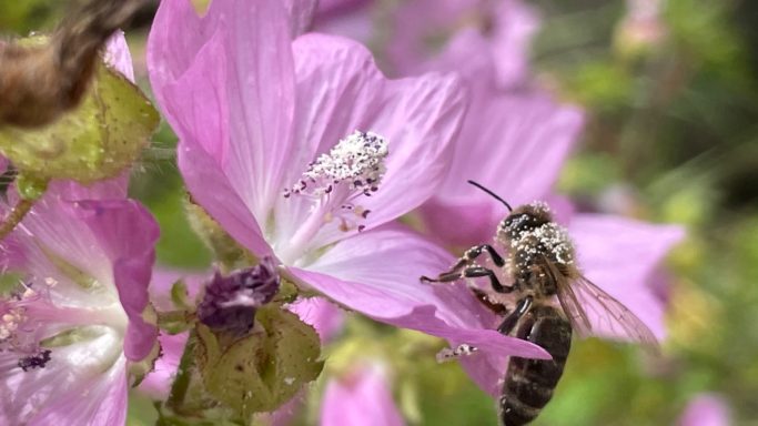 Biene auf einer Malve