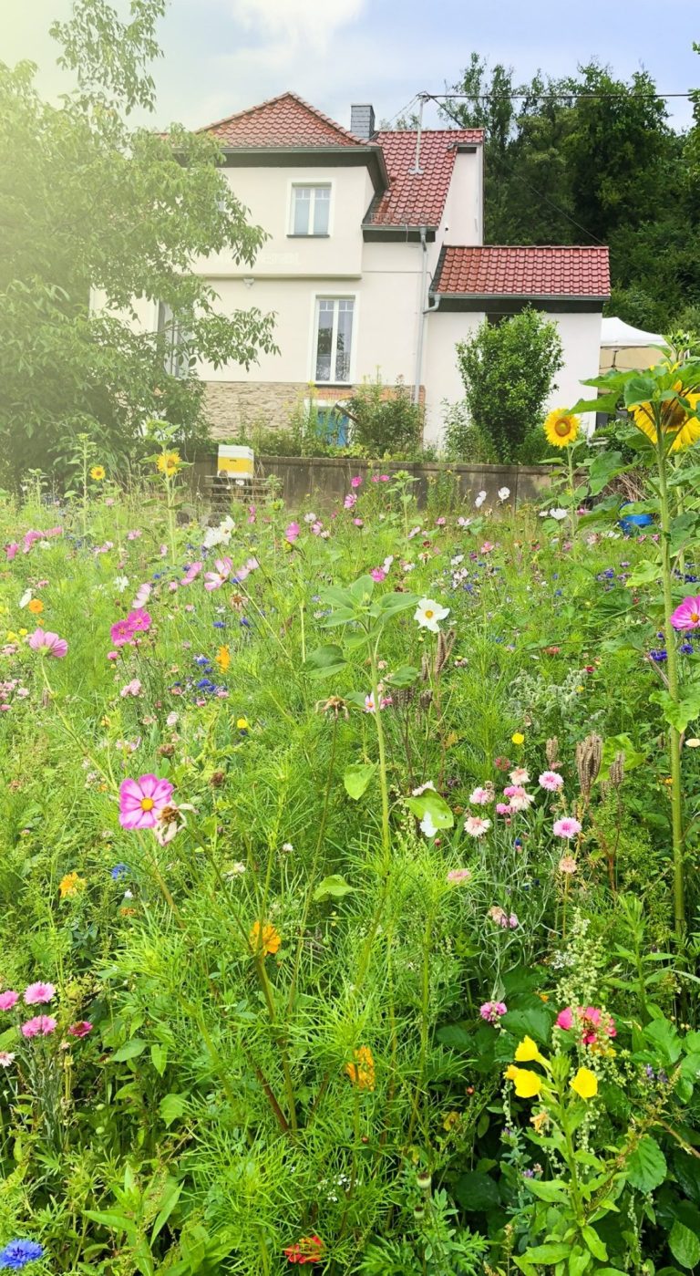 Imkerei Austerstücke Emser Biene Blumenwiese