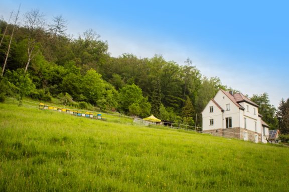 Bienenstöcke am Rand der großen Wiese vor dem Haus der Imkerei Austerstücke mit dem Wald im Hintergrund.